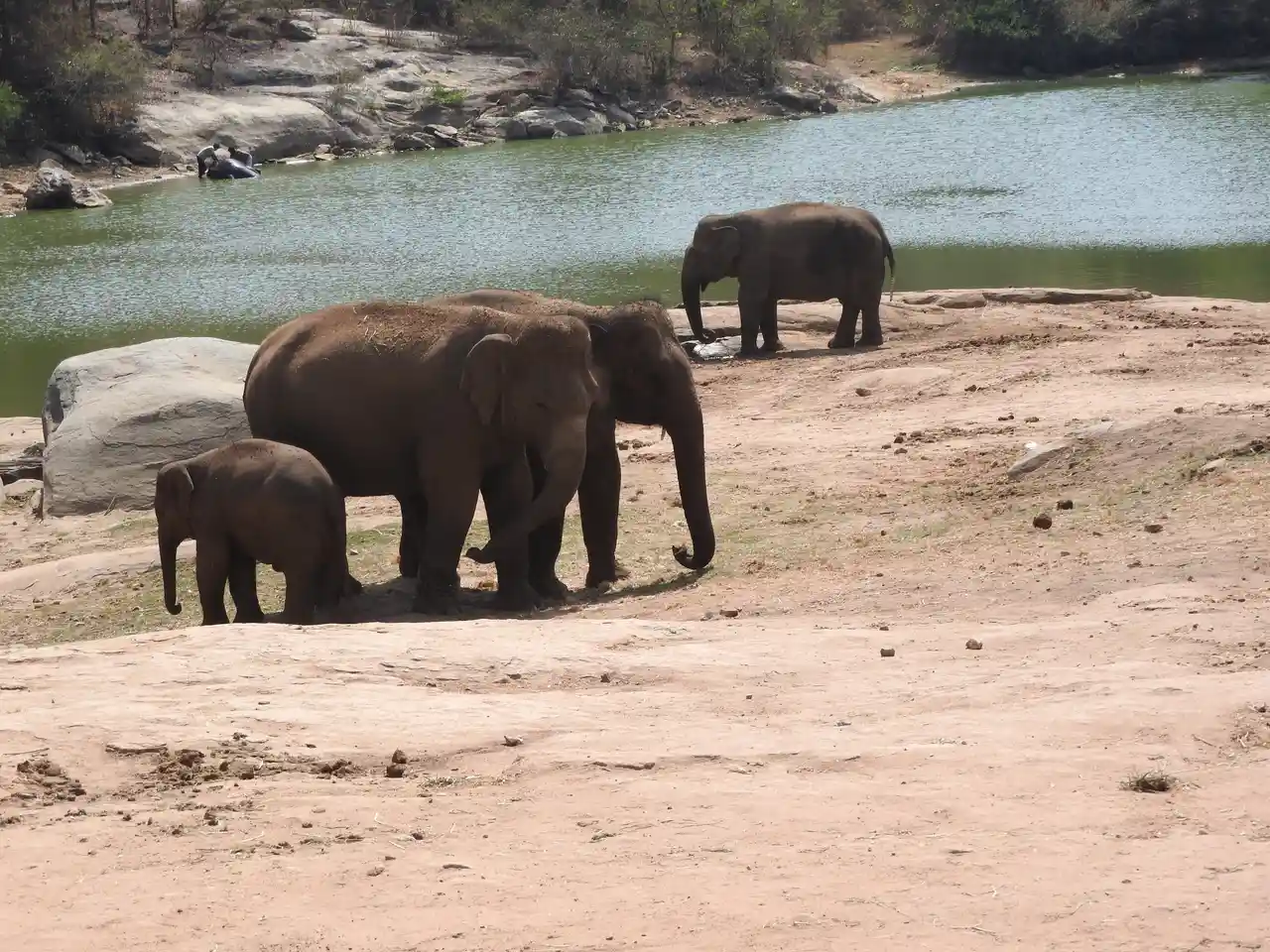 Bannerghatta National Park