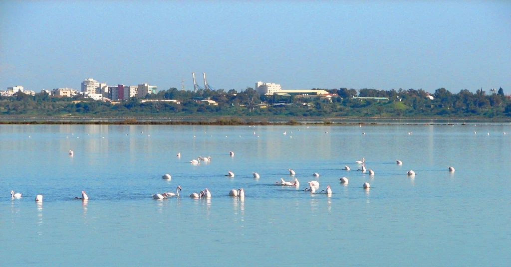 Larnaca Salt Lake