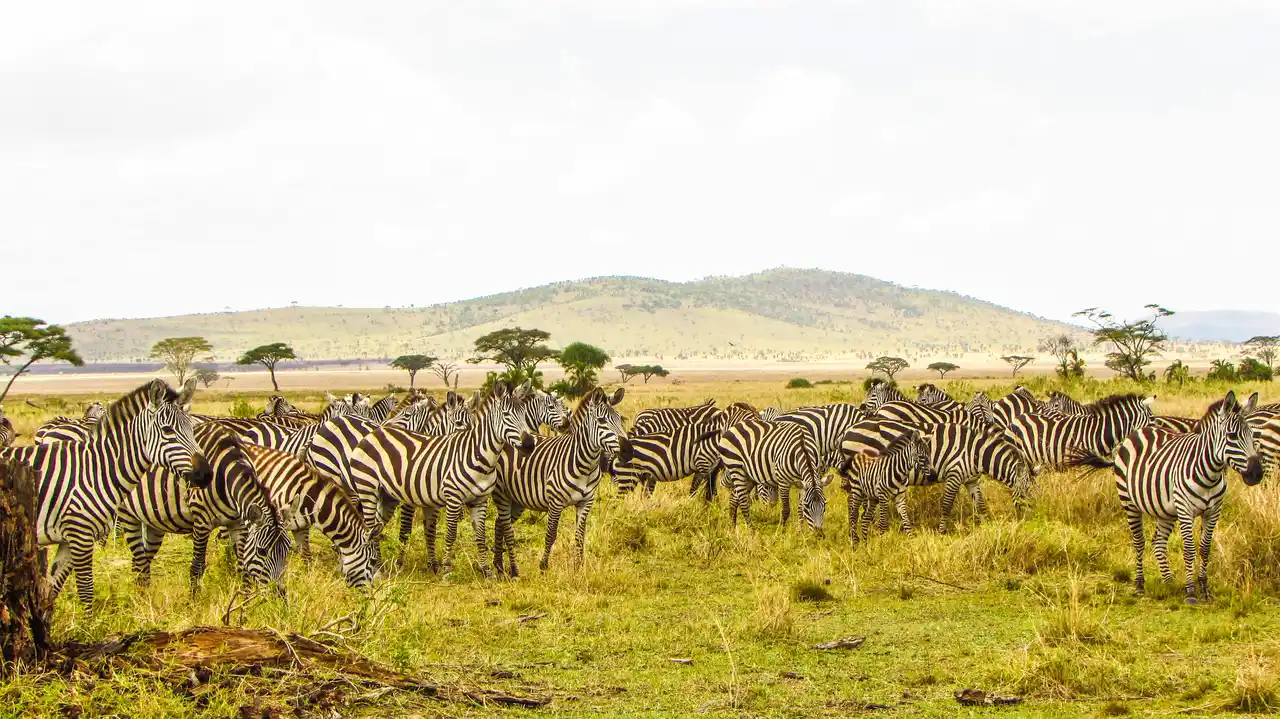 Serengeti National Park, Tanzania