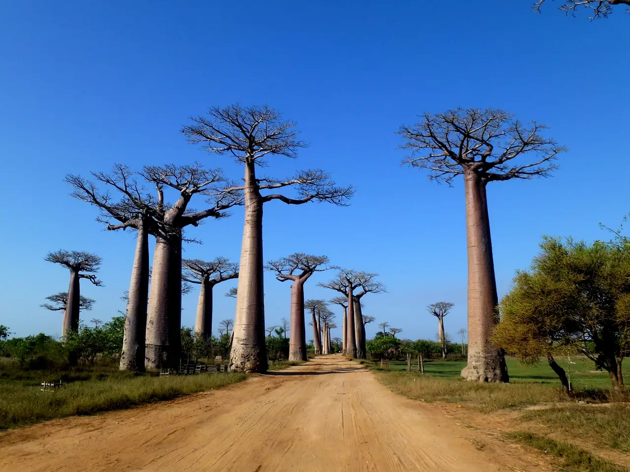 Madagascar's Avenue of the Baobabs