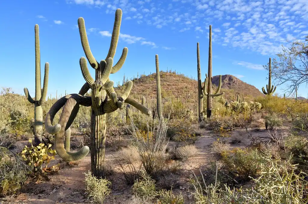 Saguaro National Park
