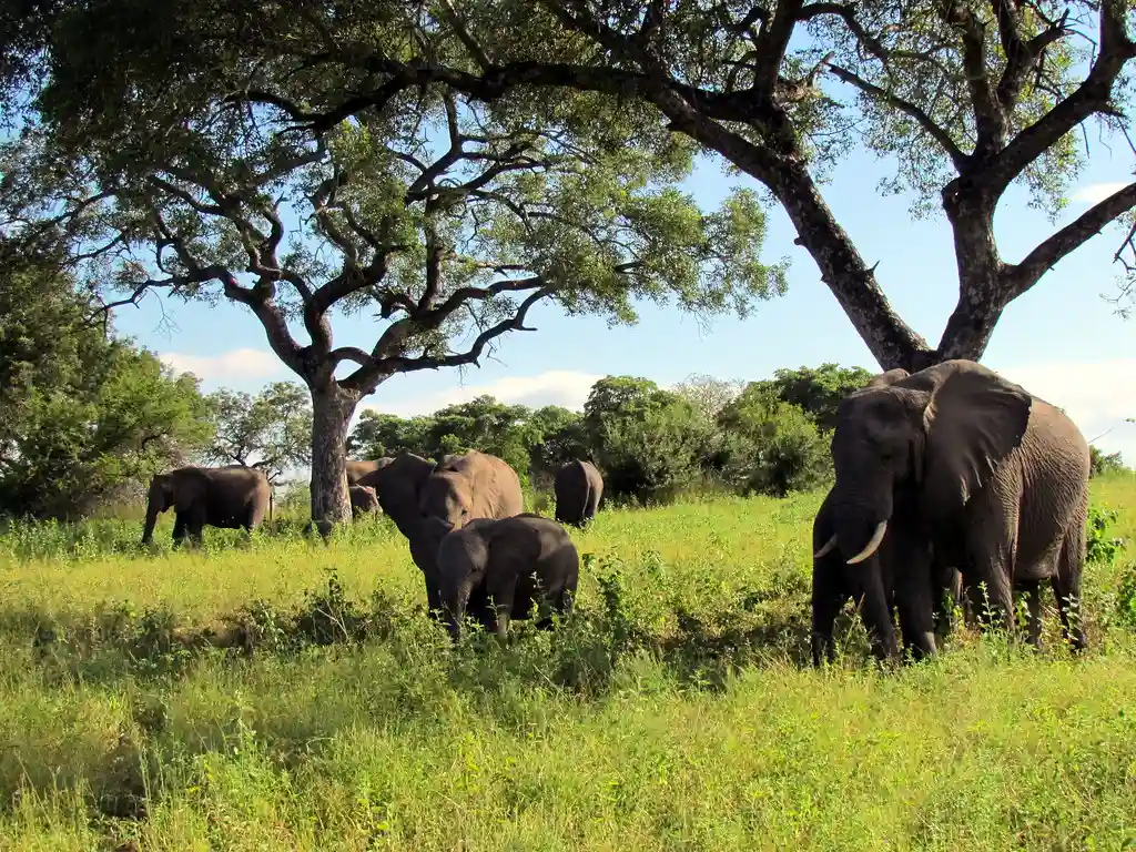 South African Safari