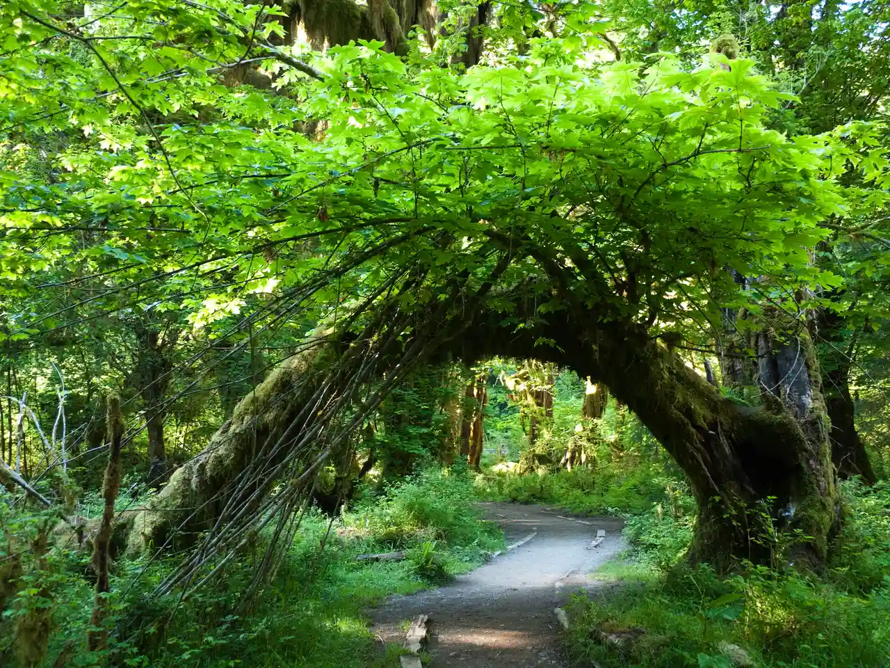 Hoh Rain Forest