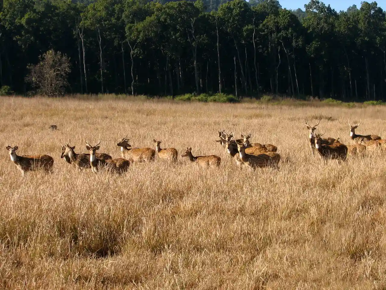 Rajaji National Park