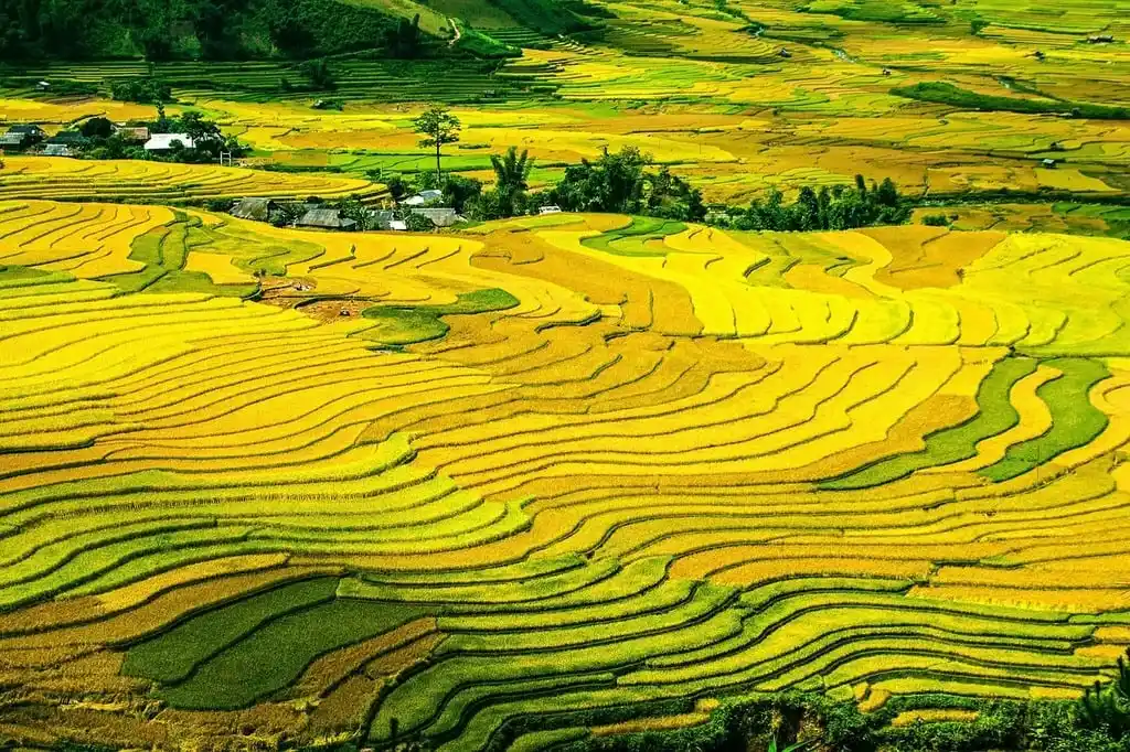 Sapa Rice Terraces