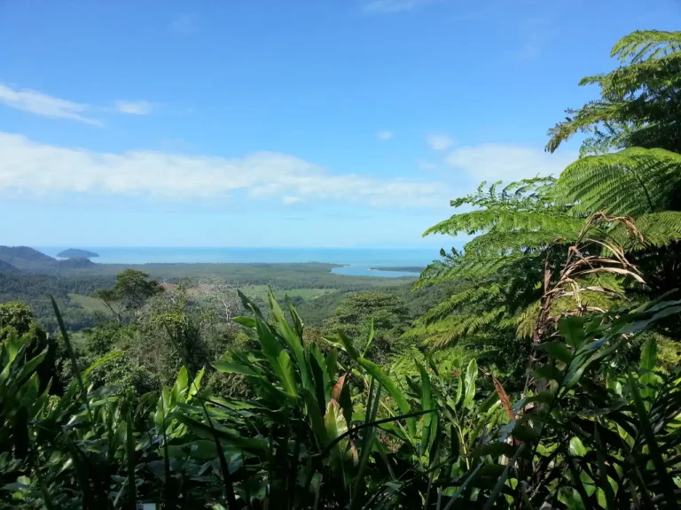 Daintree National Park, Queensland