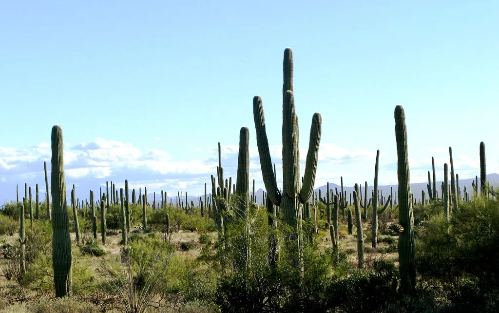 Saguaro National Park (East)