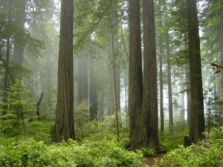 Redwood National Park, California