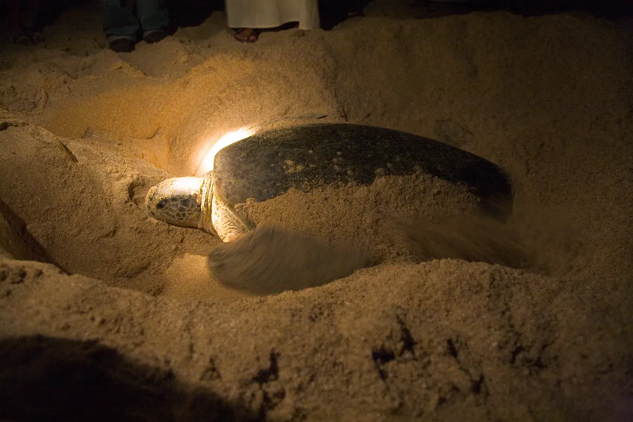 Ras Al Jinz Turtle Reserve, Oman