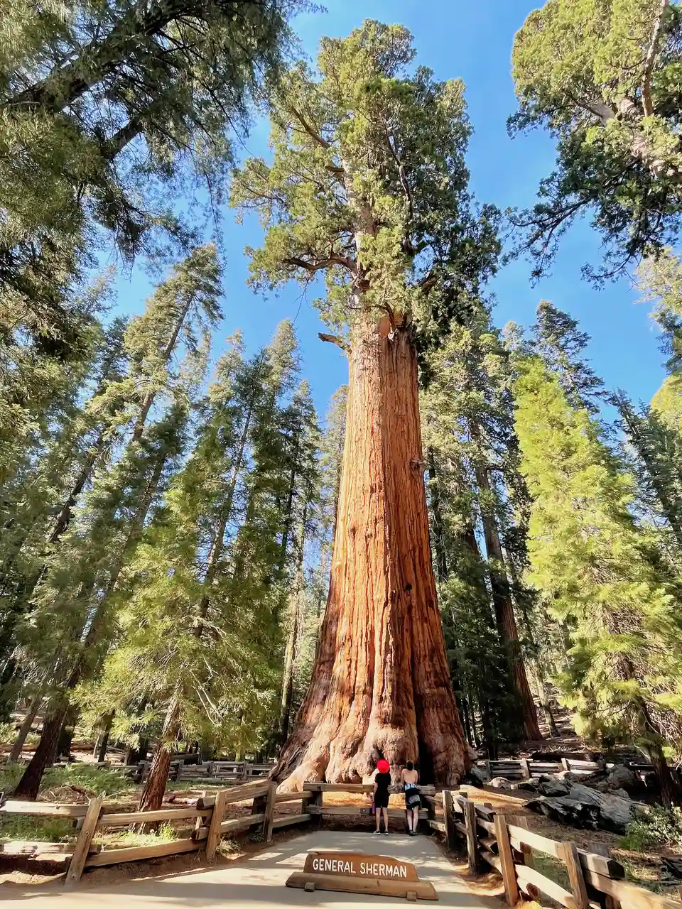 Sequoia National Park, California