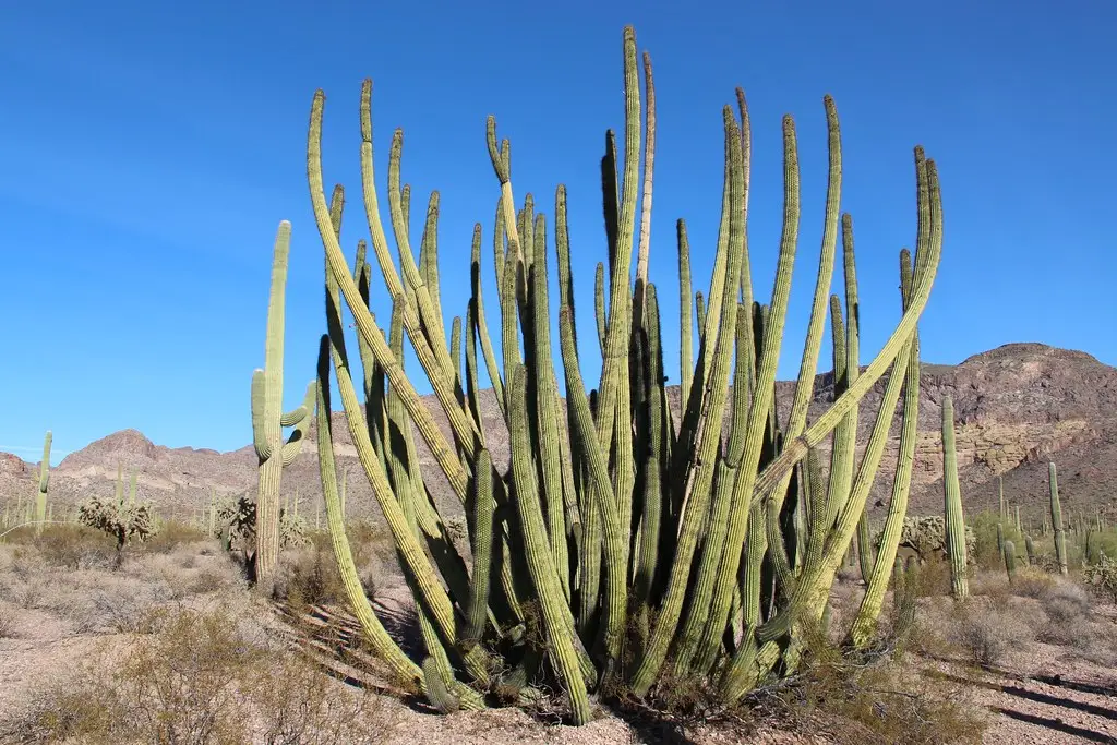 Organ Pipe Cactus National Monument