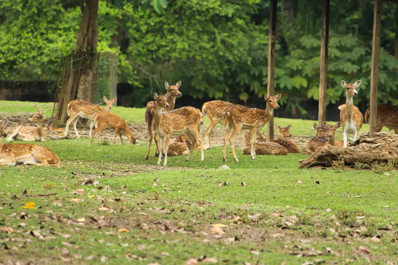 Malsi Deer Park