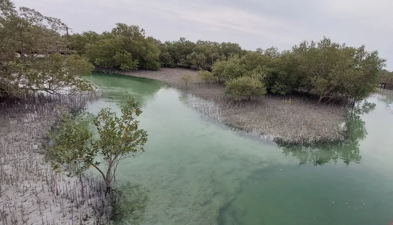 Al Thakira Mangroves
