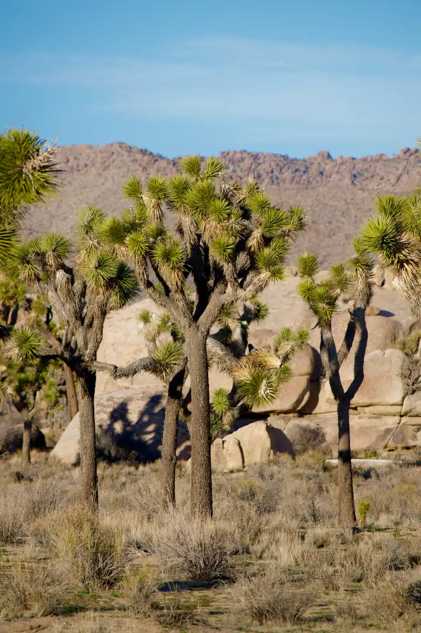 Joshua Tree National Park, California