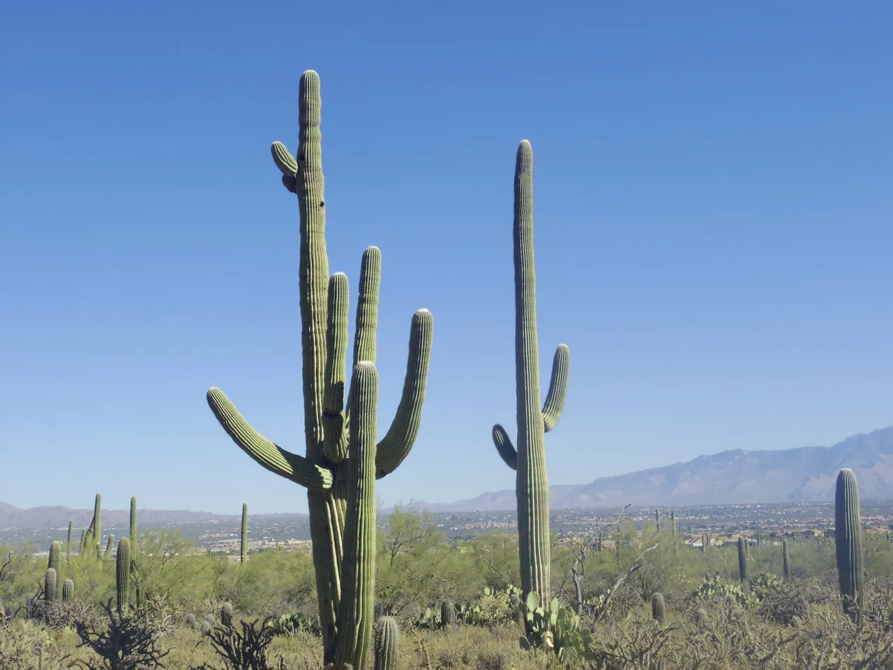 Saguaro National Park (West)