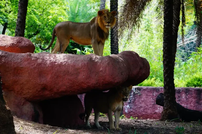 Nehru Zoological Park