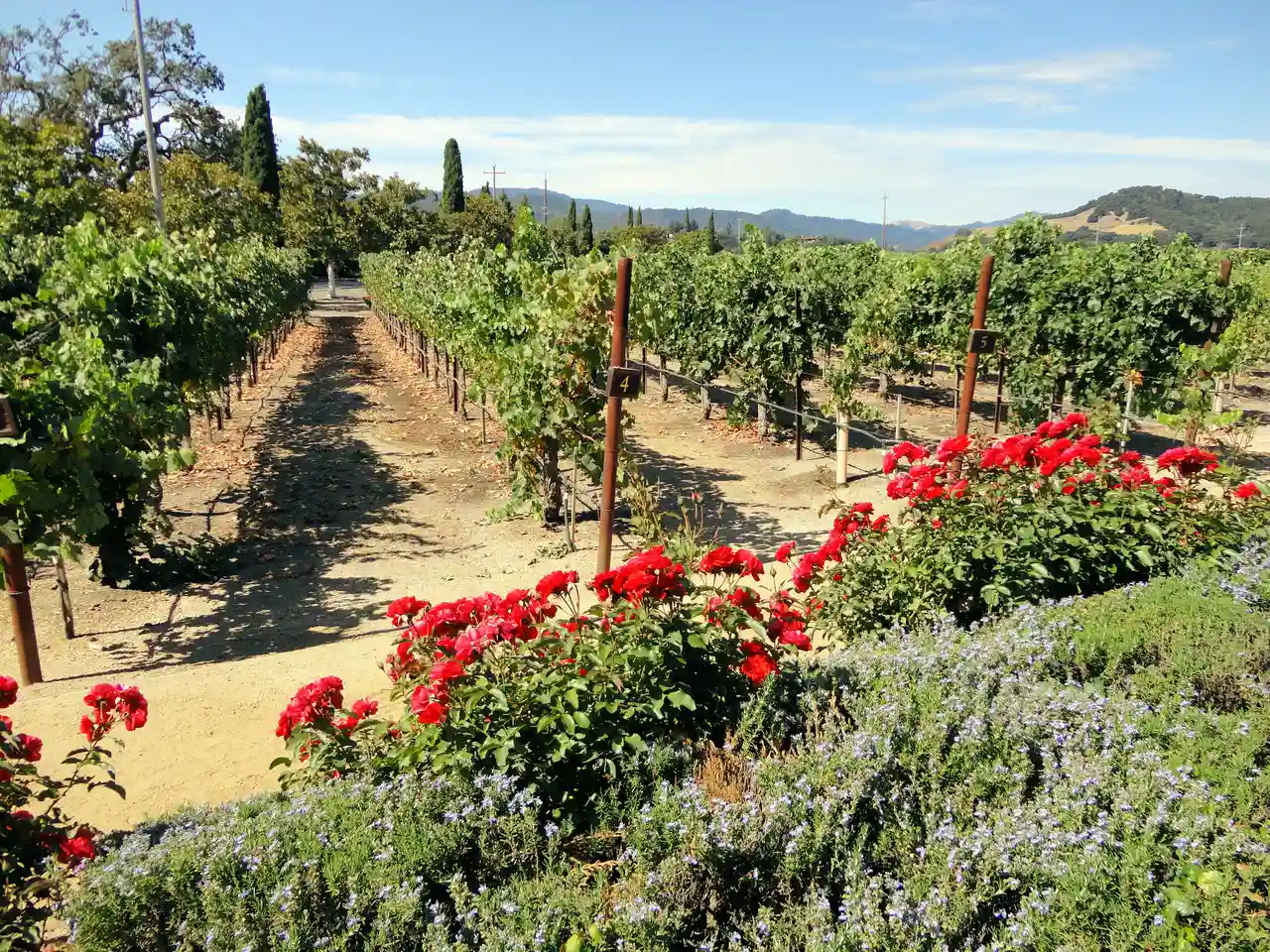 Napa Valley, California, USA